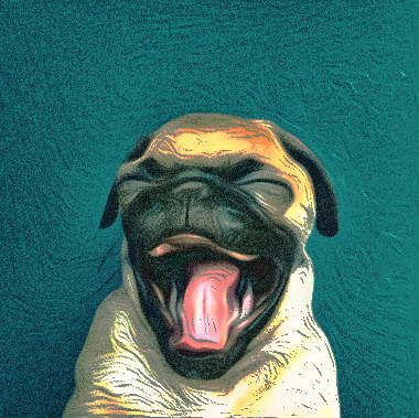 אילוף כלבים באהבה | שרון וינשטיין מאלפת כלבים